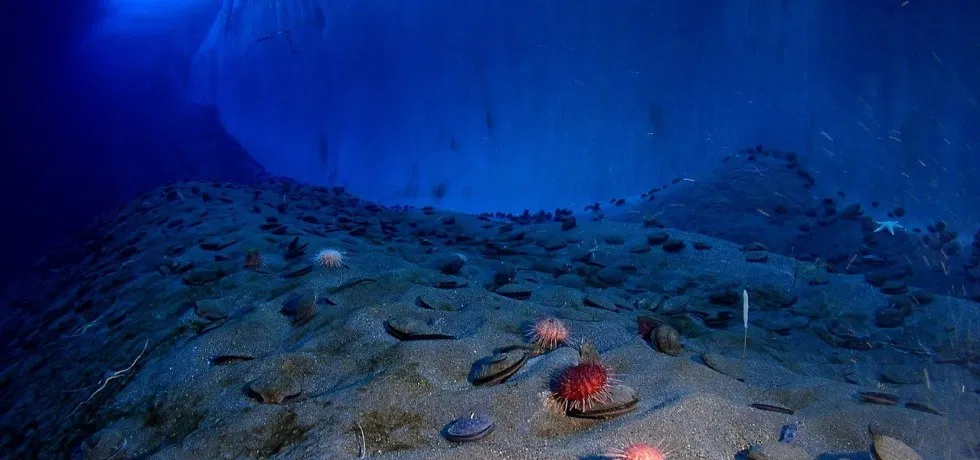 study delves into life recovery following the dinosaurs’ extinction