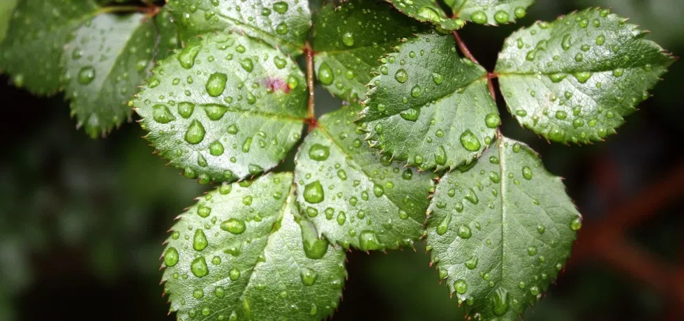 plants-panic-when-it-rains